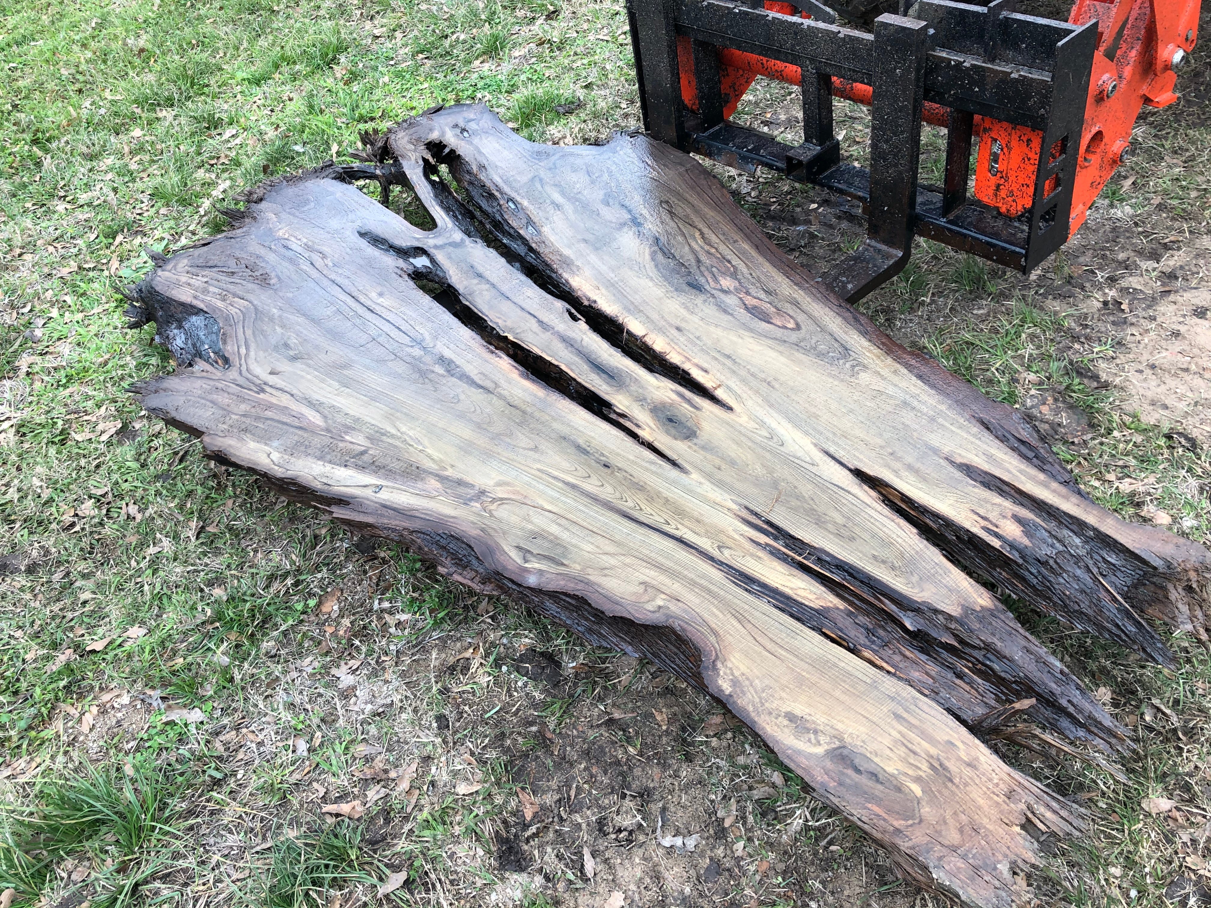 181 B.C Ancient Sinker Cypress Slab (The Ancient)